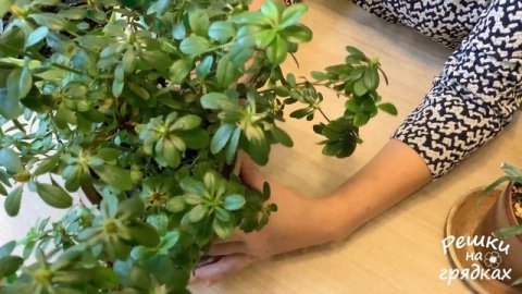 Как поливать комнатные растения // Основные правила полива