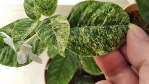 Иксора зацветает.