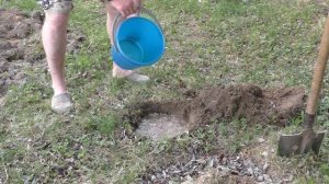 Сажаем Белую акацию в открытый грунт.