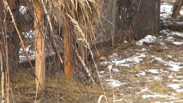 Косуля в вольере егерского участка Лосиного Острова смотреть онлайн