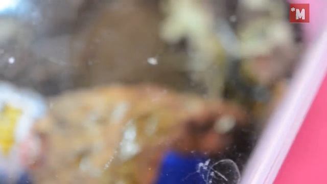 Как сделать террариум для сколопендры. Содержание. смотреть онлайн