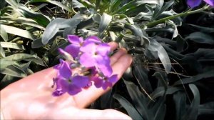 Цветы левкой. Лишь 50% махровости