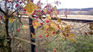Боярышник кроваво-красный на ТЕЩИНОМ участке. Сбор плодов.