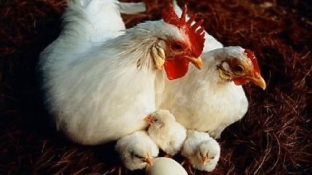 Разведение кур породы Леггорн как бизнес идея | Куры Леггорн