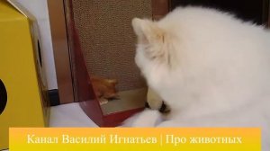 Первая встреча кота и собаки с маленьким котёнком