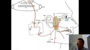 Лицевой нерв: анимационная схема