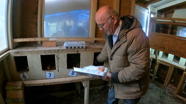 #146 Как несутся куры Четыре породы несутся круглый год- Лучшие несушки -- Куры смотреть онлайн