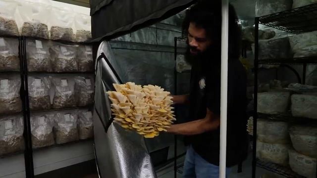 Разрастание грибов и инкубация икры зерна Переклад Central Mushroom Farm смотреть онлайн