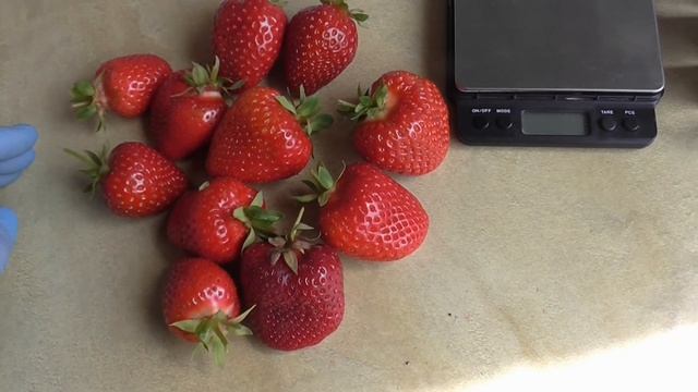 НАДЯ - сорт КСД, очень раннего срока созревания, новинка 22 года. / Коллекция Светланы Татур. смотреть онлайн