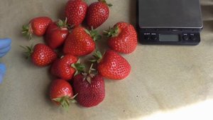 НАДЯ -  сорт КСД, очень раннего срока созревания, новинка 22 года. / Коллекция Светланы Татур.