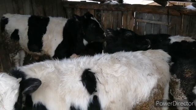 Чёрно-пёстрые бычки 8 месяцев смотреть онлайн