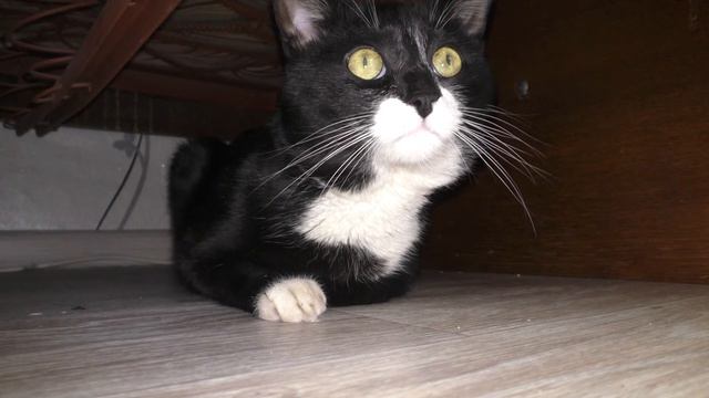 Домашний кот любит песни про любовь