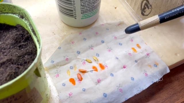 ПОСАДКА семян ОГУРЦОВ БЬЕРН F1и КУРАЖ F1 на прорастание для раннего урожая смотреть онлайн