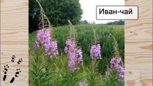 Травы которые можно ШИНШИЛЛАМ!