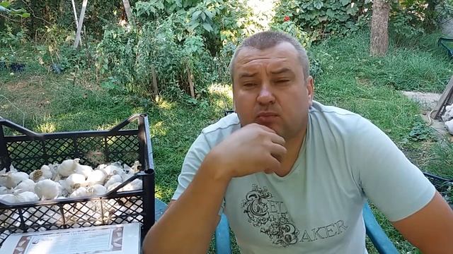 За месяц до посадки чеснока. Подготовка почвы, удобрение и посадочный материал. Сезон 2019- 2020г. смотреть онлайн