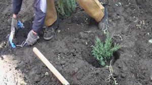 Можжевельник чешуйчатый: описание, лучшие сорта, посадка и уход