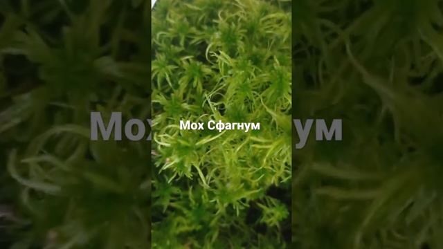 Мох сфагнум выращиваю дома