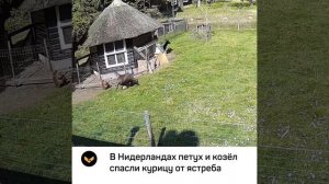 На ферме в Нидерландах петух и козёл спасли курицу от ястреба