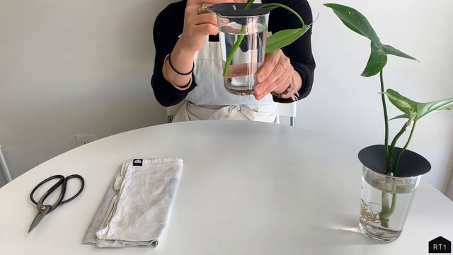 HOW TO PROPAGATE PLANT CUTTINGS IN WATER смотреть онлайн