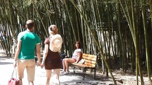 Курорт Пицунда | Бамбуковая роща