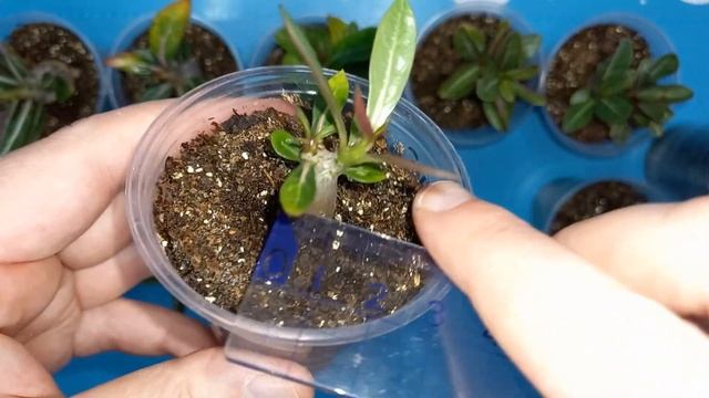 АДЕНИУМ, 2 месяца после посева, чем подкармливаю для активного роста и толстого ствола смотреть онлайн