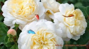 Роза парковая Крокус Роуз (crocus rose) ? обзор: как сажать, саженцы розы Крокус Роуз