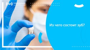 из чего состоит зуб - кабулова.mov