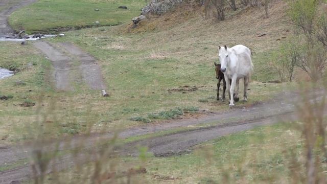 Алтай Болтай. Выпуск 8. Кони в яблоках смотреть онлайн