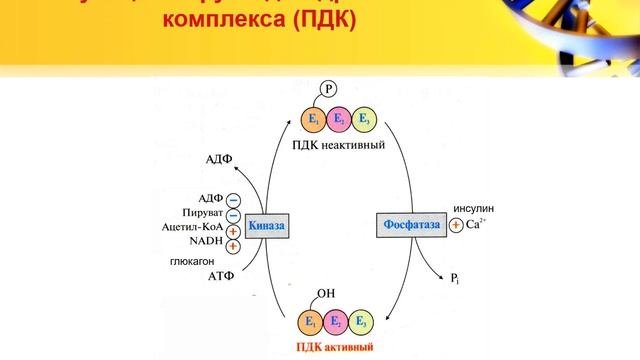 Лекция. Общие пути катаболизма. Цикл трикарбоновых кислот.