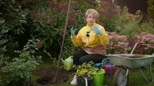 Что посадить в октябре? РОЗЫ!