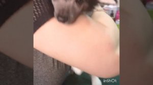 Как правильно поставить  ушки китайской хохлатой.