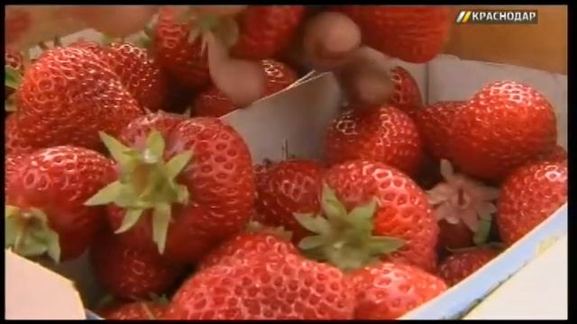 Фермеры Кубани собирают урожай клубники смотреть онлайн