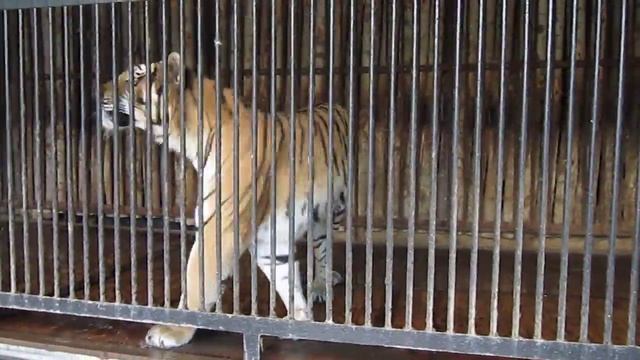 + 100500 Тигр обоссал посетителей смотреть онлайн