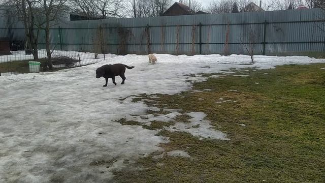 Передержка собак Истра смотреть онлайн