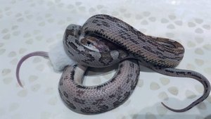 Кормление Маисового полоза, живой мышью. 4к.