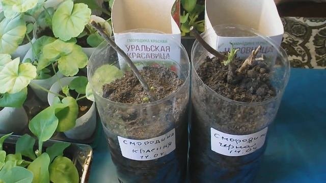 158. Саженцы черной и красной смородины