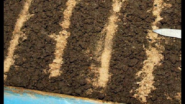 АСТРА. Как вырастить хорошую рассаду. смотреть онлайн