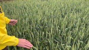 ФУНГИЦИДЫ НА ПШЕНИЦЕ: Длительность защиты. МИРАВИС НЕО. Май 2022