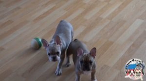 Щенки французского бульдога. Два с половиной месяца.