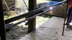 Стойло для откорма быков, как мы это делали