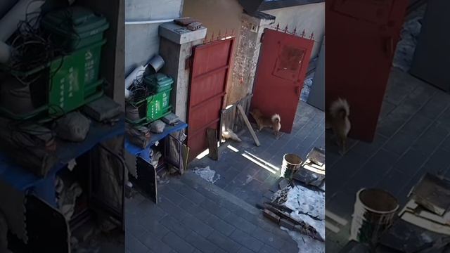 умная собака