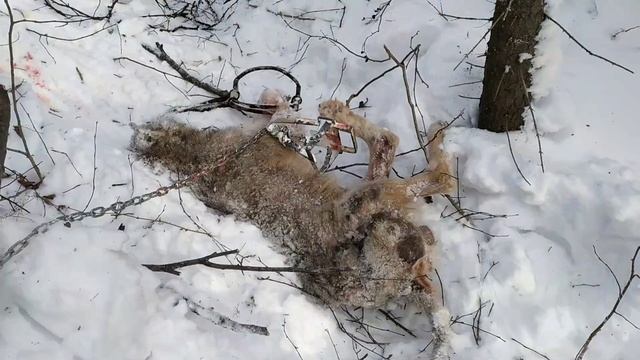 Матёрый волк в капканах смотреть онлайн