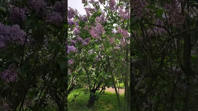 Сирень в Ботаническом саду МГУ смотреть онлайн