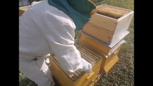 Как избежать роение и получить ранневесенний взяток (How to avoid swarming bees)