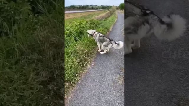 ДомашниеПитомцы