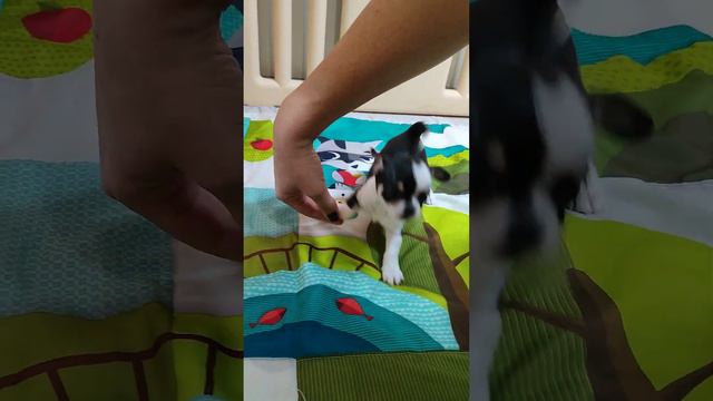 Девочка чихуахуа, продажа ❤️