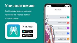 Кровоснабжение сердца (коронарные артерии, вены) - анатомия сердечно-сосудистой системы (ССС)
