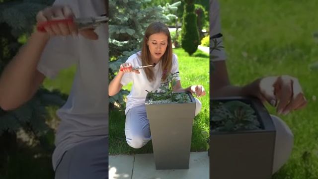 Петуния, которую не стригли смотреть онлайн