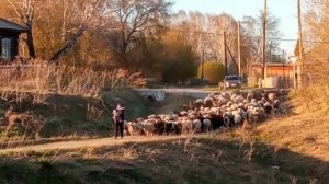 Барашки.mp4