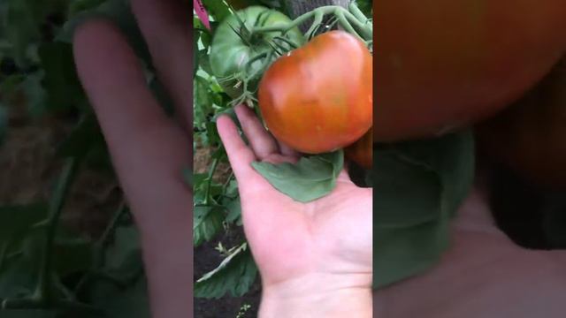 Сорт томата «Кленовый сироп « смотреть онлайн